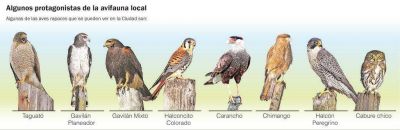 Atra�das por el alimento y refugio, cada vez hay m�s aves rapaces en la Ciudad