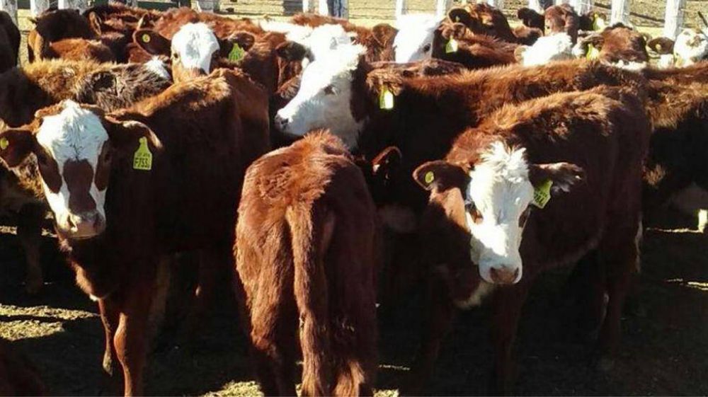 Presidente de la Sociedad Rural de Crdoba: Ms de 600 pesos el kilo de carne no tiene justificacin