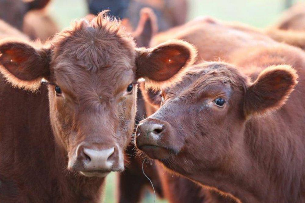 Baja de impuestos, crditos y controles: cmo es el Plan Ganadero del Gobierno para aumentar la produccin de carne