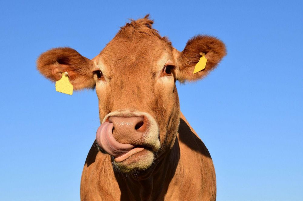 Los microbios del estmago de las vacas pueden destruir plstico