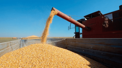 Anticipan cierre récord en cosecha de maíz y sorgo