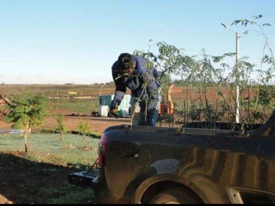 500 �rboles fueron plantados en la ciudad de Posadas