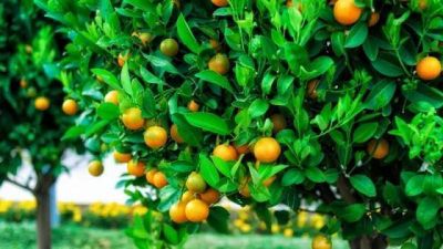 Aumenta la produccin de naranjas en Argentina gracias a innovacin