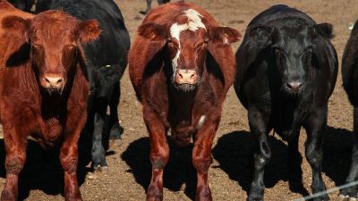 Córdoba perdió casi 40 mil cabezas de ganado en un año