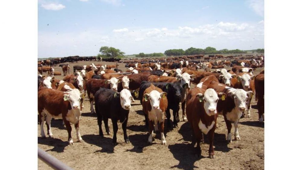 La cada del stock bovino suma un factor alcista para el precio de la carne
