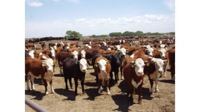 La caída del stock bovino suma un factor alcista para el precio de la carne