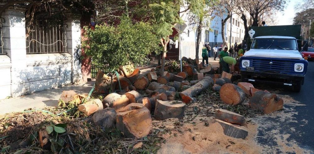 La pelea por el arbolado: sacaron un gomero centenario y hay vecinos que se quejan: Talaron el alma de la plaza