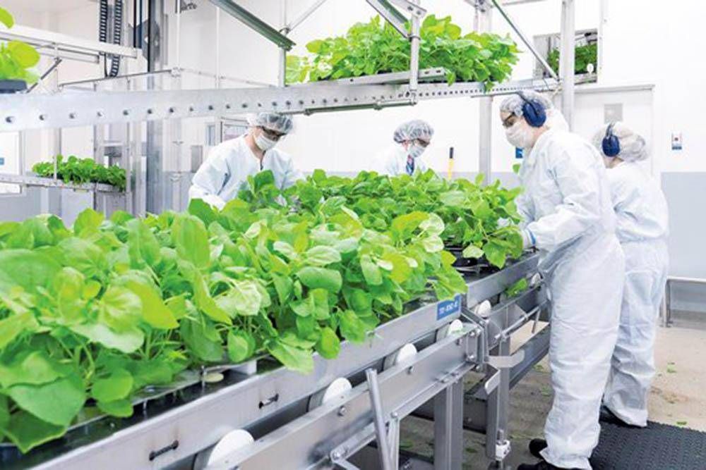 Covid-19: la vacuna vegetal que se prueba en Crdoba es sumamente segura