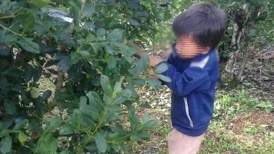 Trabajo infantil: El Gobierno lanzó un programa de cuidado para los hijos de los cosechadores y evitar que trabajen