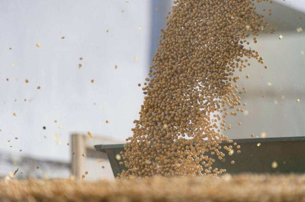 La prxima cosecha de soja sera la ms baja en 20 aos con una produccin de 48,8 millones de toneladas