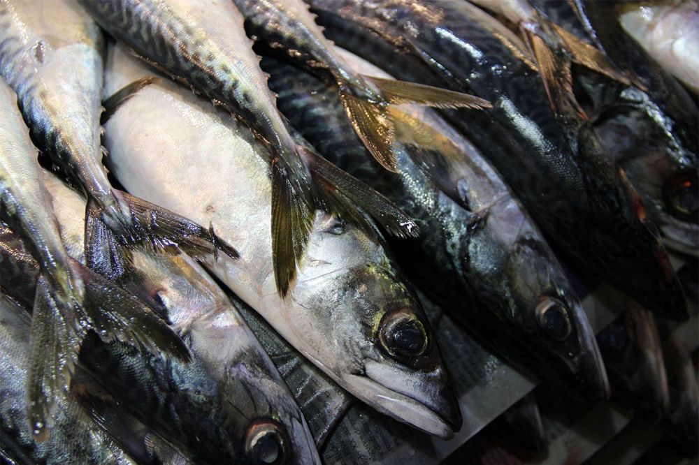 FTIA logr mejora salarial del 46% para sector pesquero