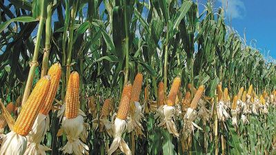 Tras el cepo a la carne, ahora el Gobierno limita las exportaciones de maíz