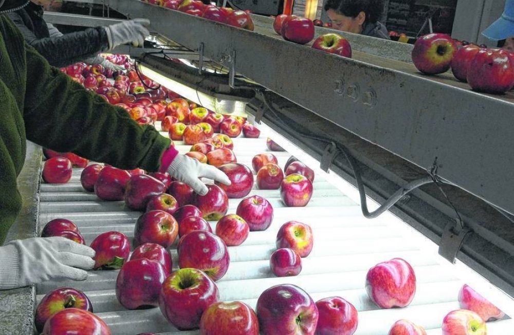 Durante 2021 se comercializarán 100.000 toneladas menos de peras y manzanas