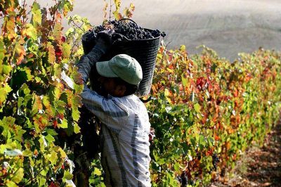 Diputados tratan hoy la jubilación anticipada de trabajadores de viña