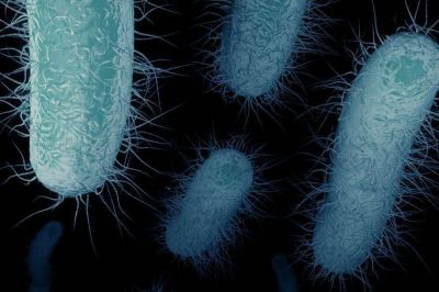 Superbacterias: advierten que la pandemia aceler� la resistencia a antibi�ticos cr�ticos