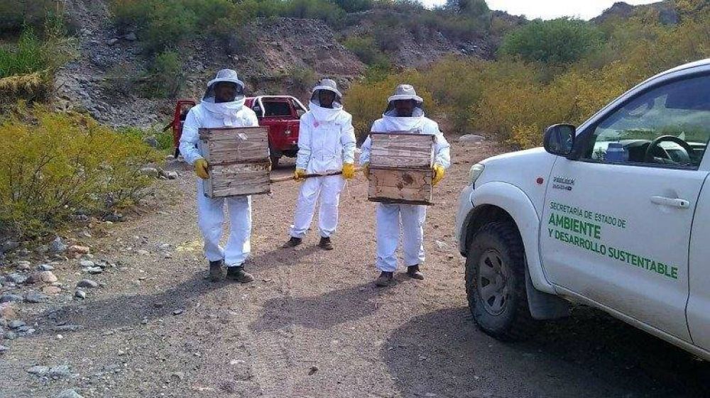 Ya son tres las comunidades originarias de San Juan productoras de miel