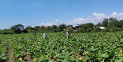 Productores tucumanos recibirn $33,5 millones del Fondo Especial del Tabaco