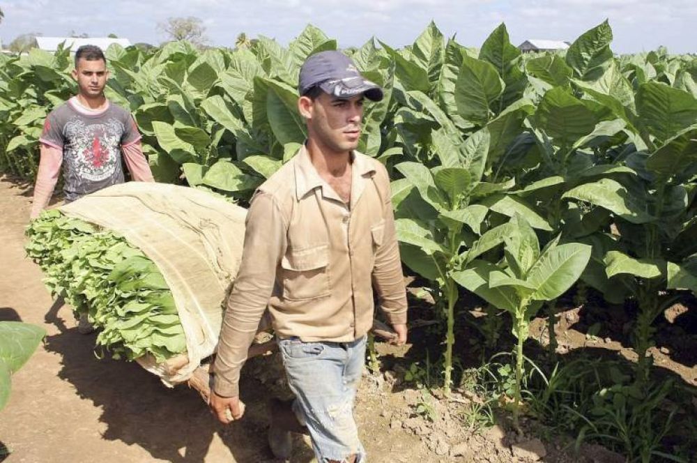 Tabaco: liberan fondos por ms de $40 millones de la obra social