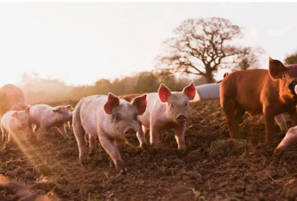 En La Pampa: Hay lneas de financiamiento para el sector porcino a tasa bonificada