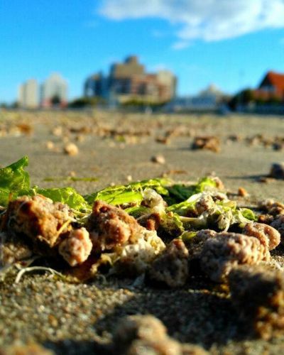Alertan a los vecinos de Madryn por la aparición de residuos biológicos en la costa
