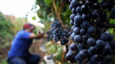 Brindan apoyo para el crecimiento y mejor producción de uva y vino