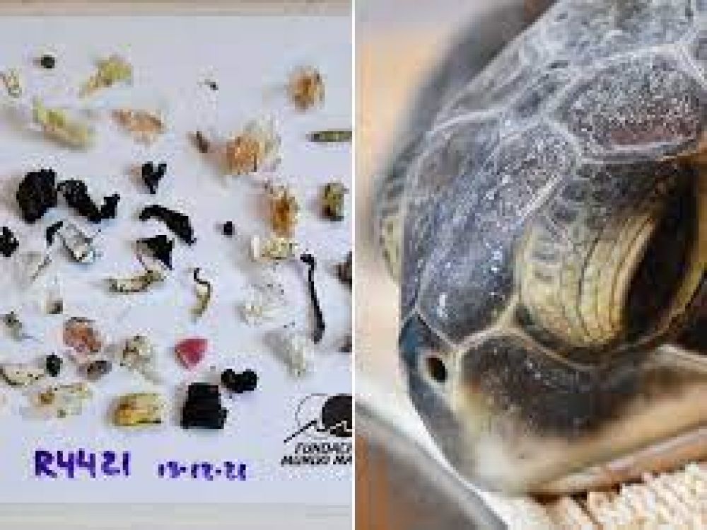 La incre�ble y alarmante cantidad de basura que hab�a devorado una tortuga rescatada en San Clemente del Tuy�