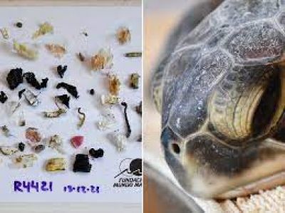 La incre�ble y alarmante cantidad de basura que hab�a devorado una tortuga rescatada en San Clemente del Tuy�