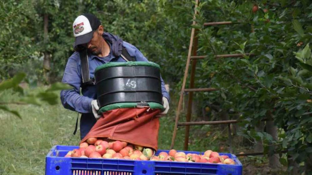 Río Negro exigirá vacunación completa a trabajadores que lleguen para la cosecha de frutas