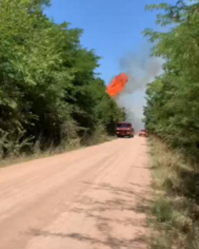 Incendio forestal en empalme Lobos, afectó varios árboles cerca del tendido eléctrico