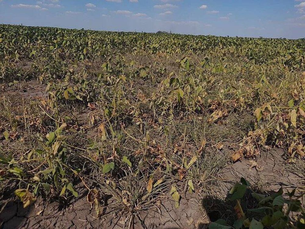 Los costos de la sequía: reducen las previsiones de cosecha de soja y maíz por lo que se perderán casi USD 5.000 millones