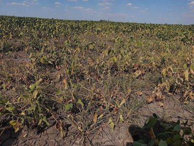 Los costos de la sequía: reducen las previsiones de cosecha de soja y maíz por lo que se perderán casi USD 5.000 millones