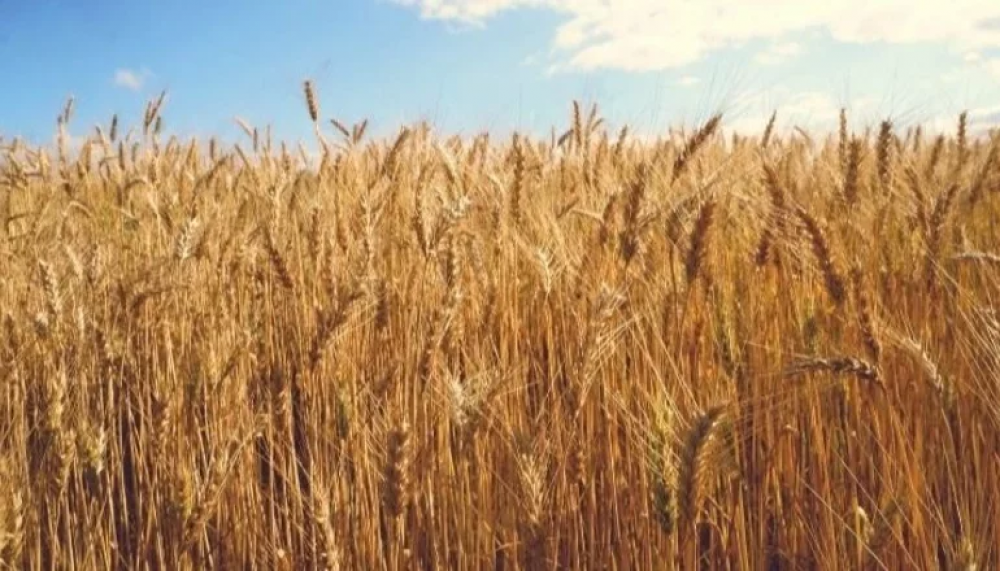 Por la sequía, exportación de maíz y soja caería unos u$s 4400 millones
