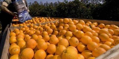 Productores de naranjas, únicos actores de la cadena de valor que no tienen ganancias