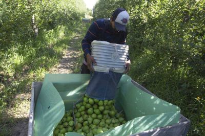 Ya llegaron 12.000 trabajadores golondrinas para levantar la cosecha de frutas