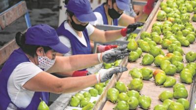 Gremio de la fruta cerró un aumento del 50,9% en la paritaria de cosecha