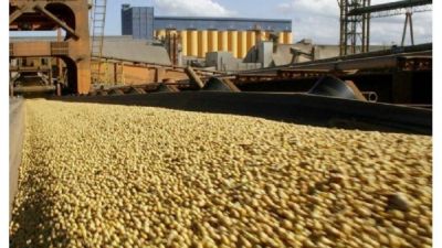 La cosecha de soja caerá 9% este año y se espera mayor nivel de importaciones