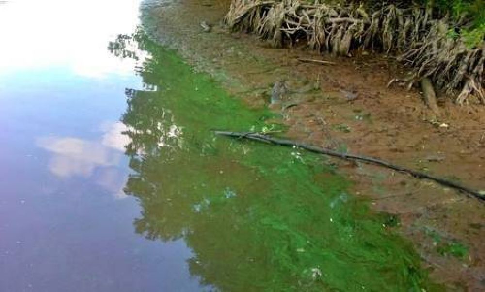 Alerta por algas tóxicas en ríos y lagos de Buenos Aires. ¿Podrían llegar a Campana?