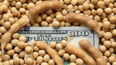 Agrodólares: en la primera semana de febrero el campo ya liquidó más de u$s700 millones