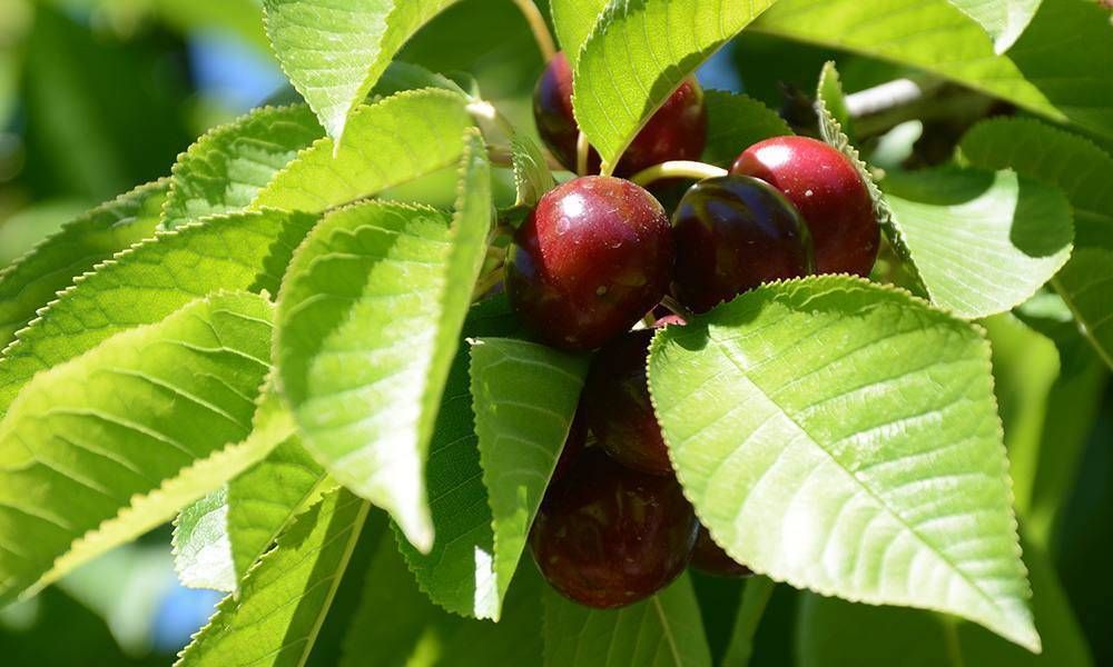 Exportadores frutcolas preparan la segunda edicin del Congreso de Comercio de Fruta Fresca del Hemisferio Sur