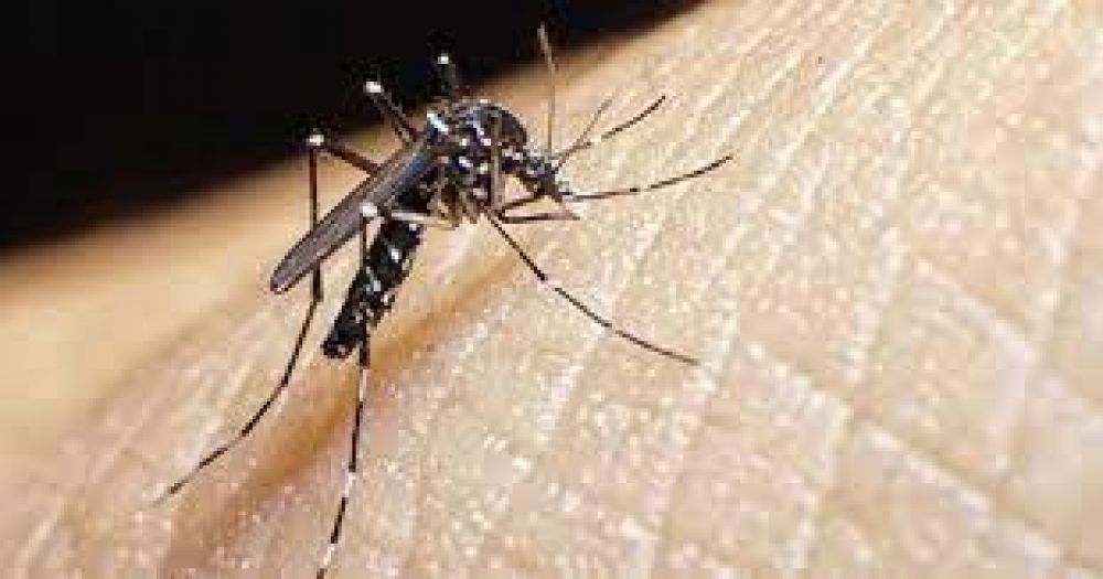 Bromatologa asegura que no hay presencia del mosquito vector del dengue en la ciudad