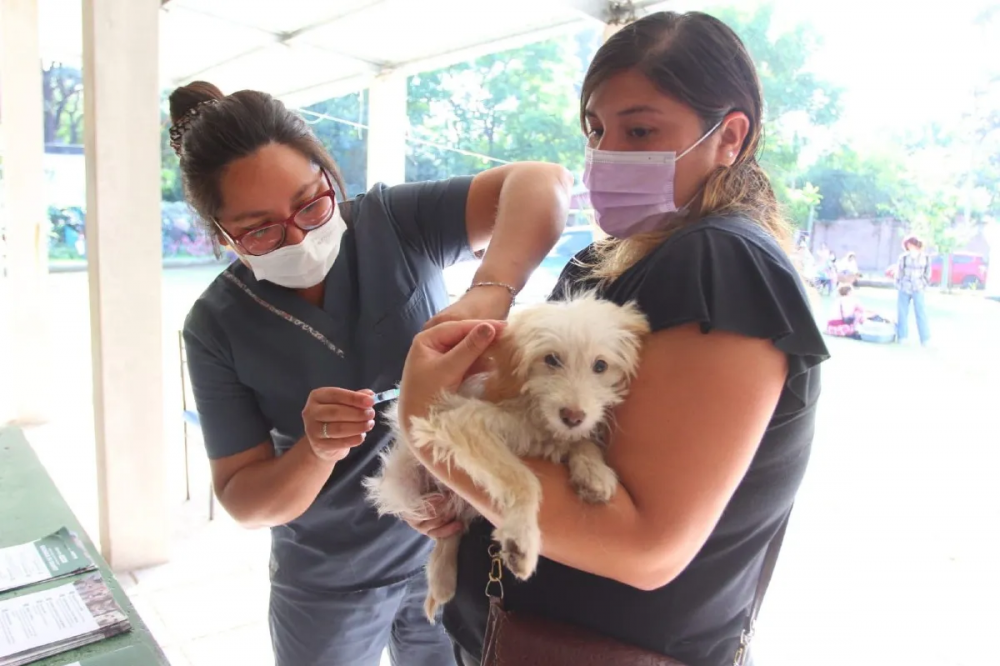Esteban Echeverra: vacunacin antirrbica gratuita para mascotas