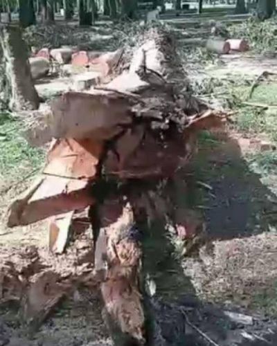 Exigen informes a Montenegro por la tala de árboles en la Reserva Forestal Parque Camet