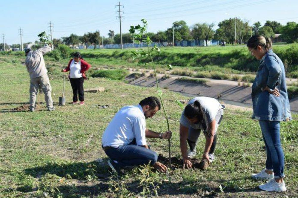 El Municipio comenz la primera etapa de plantacin de rboles sobre avenida Nicaragua