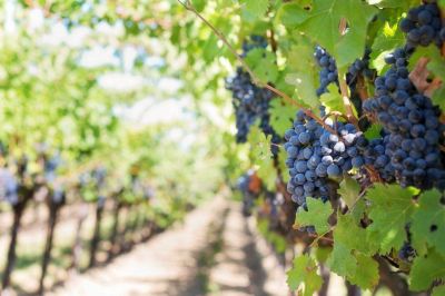 Cataluña lidera la producción de vino ecológico en España