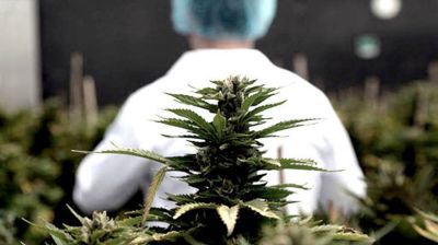 La UNAJ abrió la inscripción para la Diplomatura en Cannabis