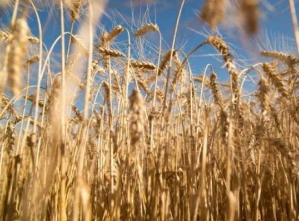 Australia aprob el trigo transgnico tolerante a la sequa desarrollado en Argentina