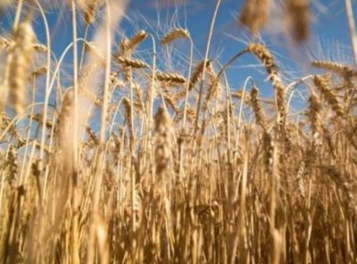 Australia aprobó el trigo transgénico tolerante a la sequía desarrollado en Argentina