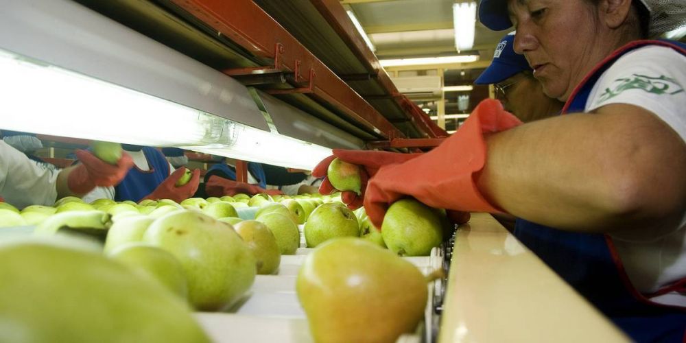 En sintonía con la última tanda de paritarias, Trabajadores de la fruta pactaron un aumento salarial del 60% en tramos