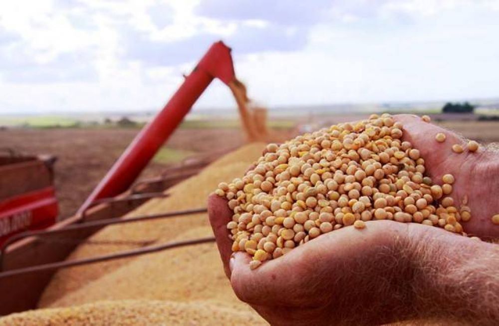 Merm casi un diez por ciento el rendimiento de la soja en Santa Fe por falta de lluvias