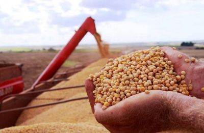Mermó casi un diez por ciento el rendimiento de la soja en Santa Fe por falta de lluvias